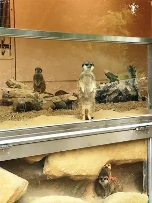 新しいミーアキャット舎