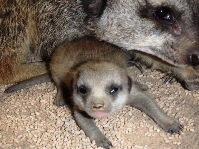 ミーアキャットの赤ちゃん | スタッフブログ | とくしま動物園