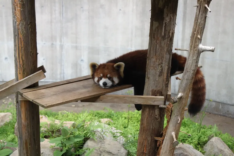 ミンミン