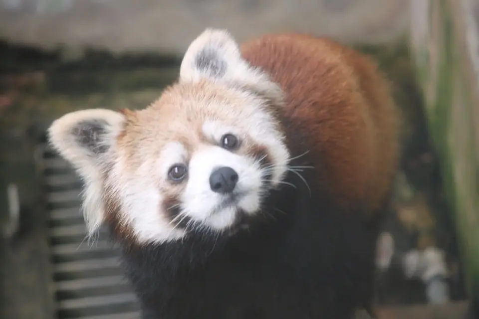 レッサーパンダ
