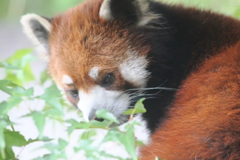 レッサーパンダ「ミンミン」