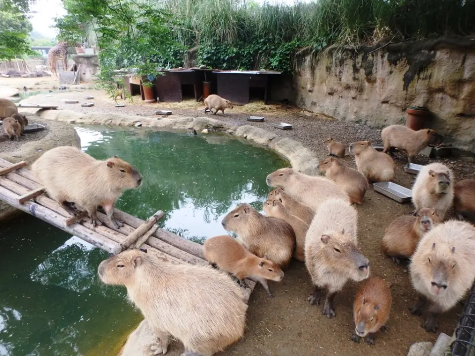 とくしま動物園のカピバラたち
