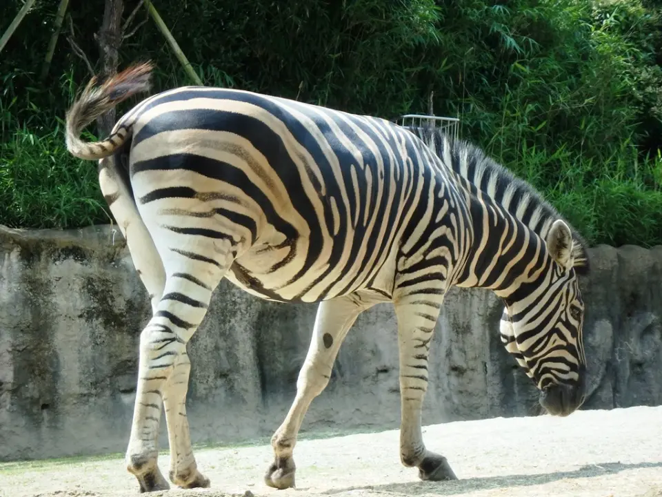 チャップマンシマウマのかげシマ