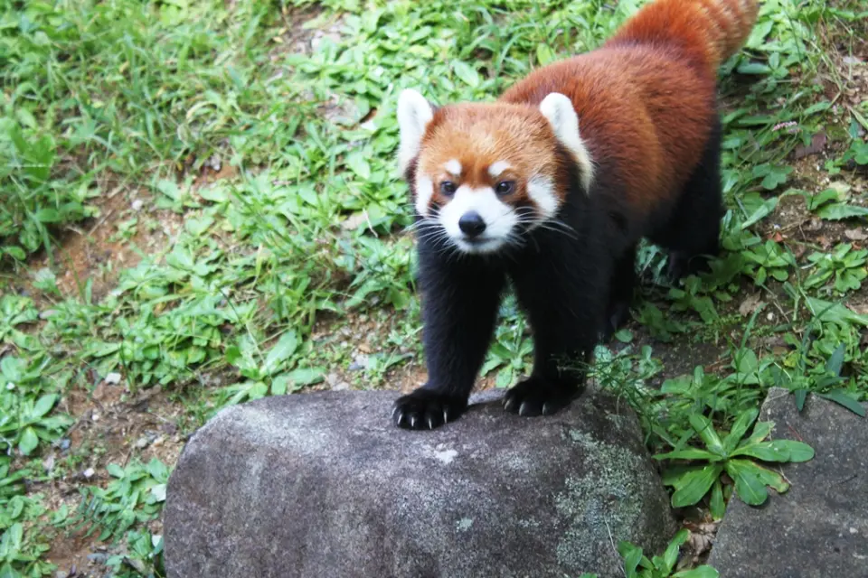 久々にパドックに出たミンミン