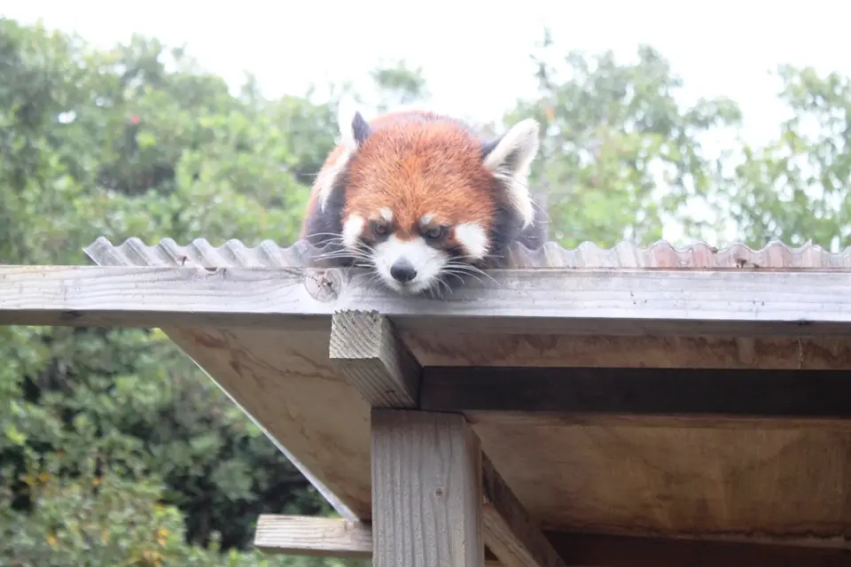 レッサーパンダのあんこ