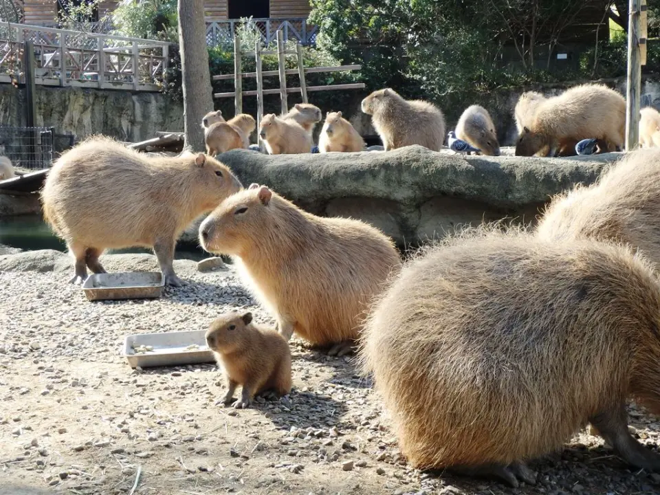 まだまだ小さい赤ちゃんカピバラ