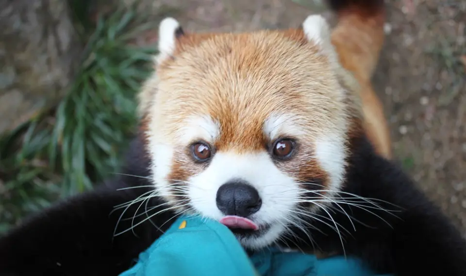 レッサーパンダのお父さん「ソラ」