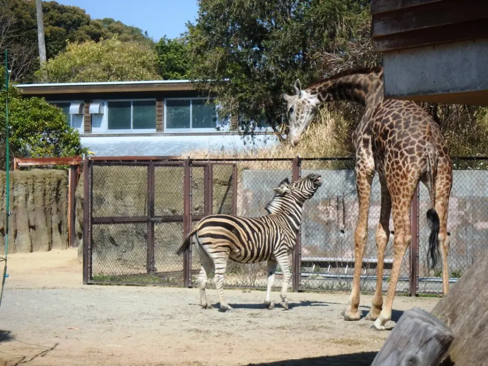 キリンと仲良しの「チビ」