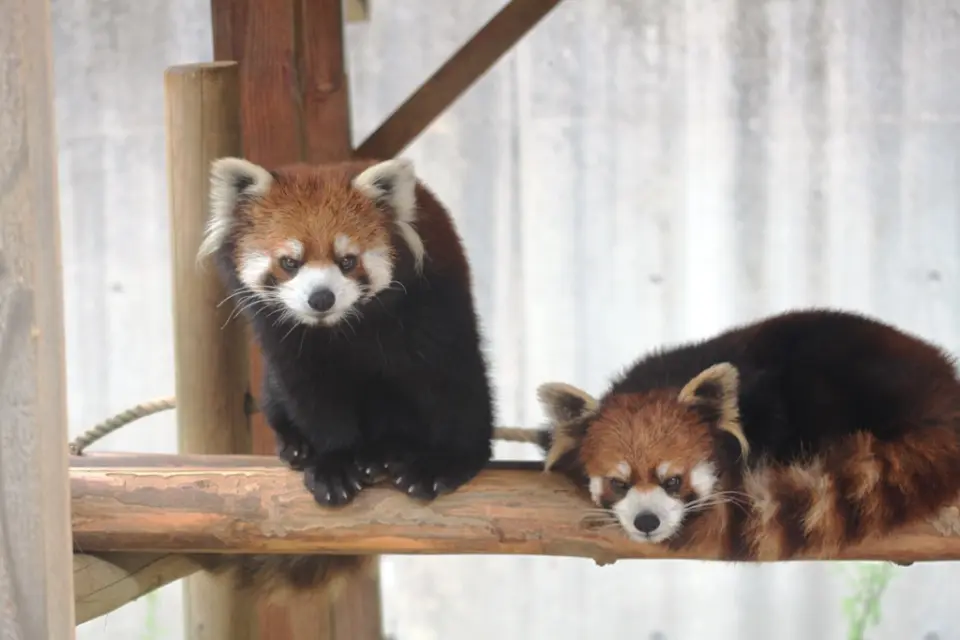 二頭並んだレッサーパンダの双子（左側がきなこ）