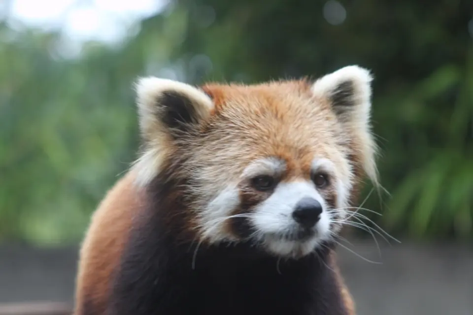 遠くを見つめるレッサーパンダ「ソラ」（去年）