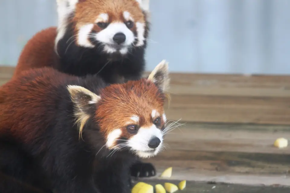 レッサーパンダの「きなこ」と一緒に並んだ「あんこ」（去年の今頃）