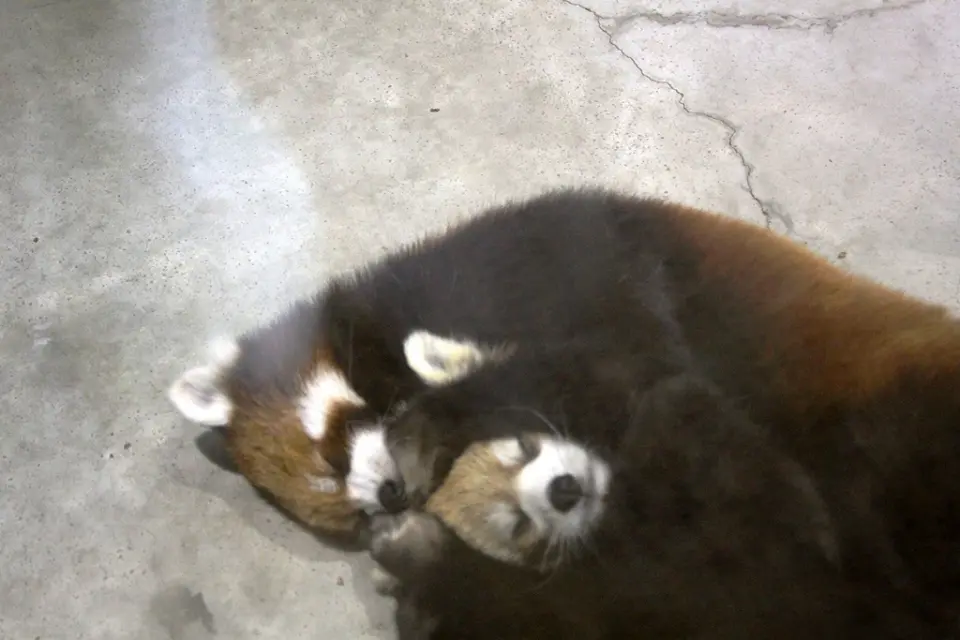 2頭並んでお昼寝中のレッサーパンダの「よもぎ」と「さくら」（昨年の今頃）