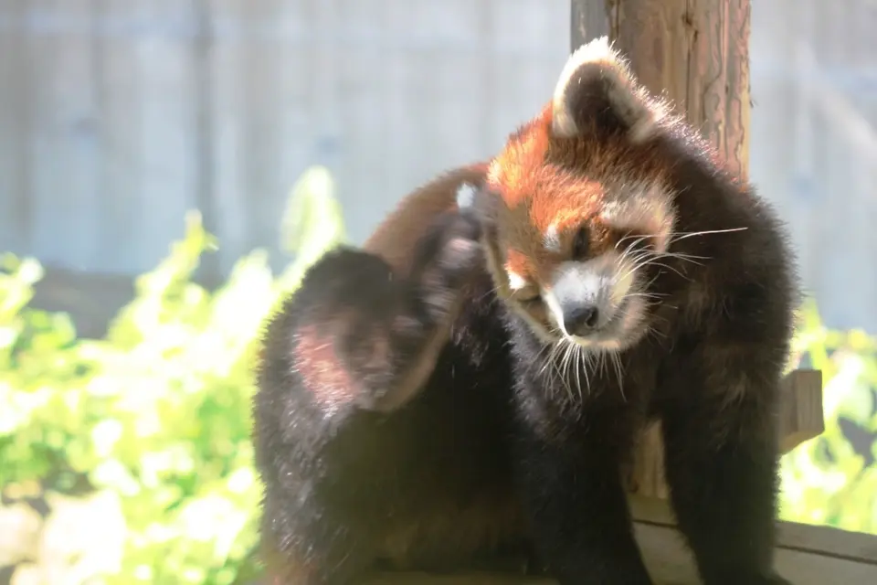頭をかくレッサーパンダの「ミンミン」（去年の今頃）