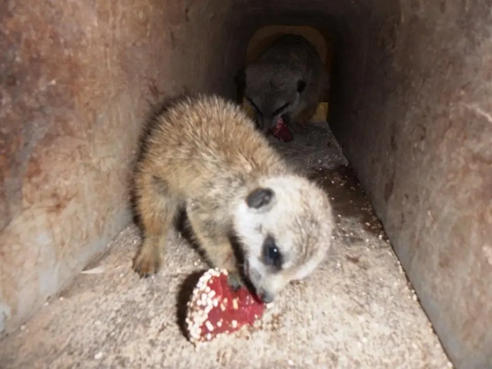 お肉を食べる赤ちゃん