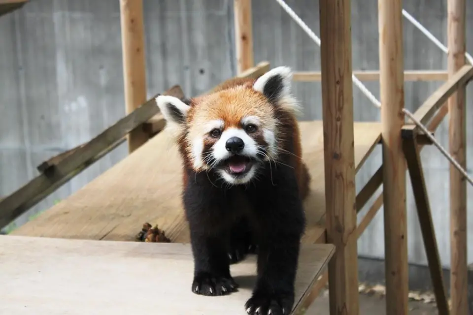 レッサーパンダの「ソラ」