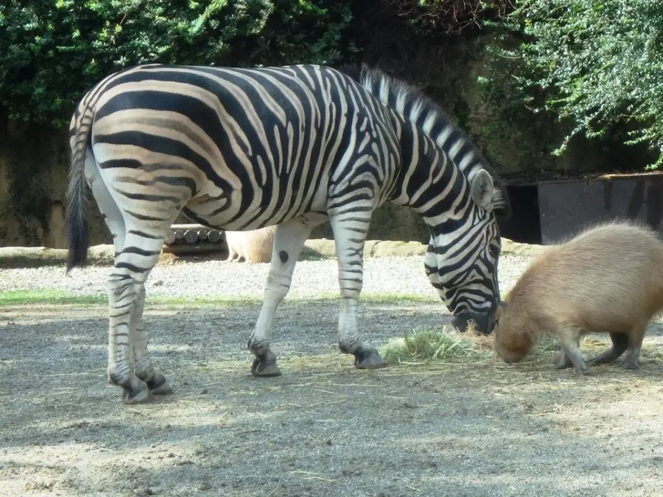 カピバラと一緒にお食事