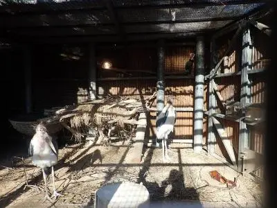 ハゲコウ舎の2羽の様子
