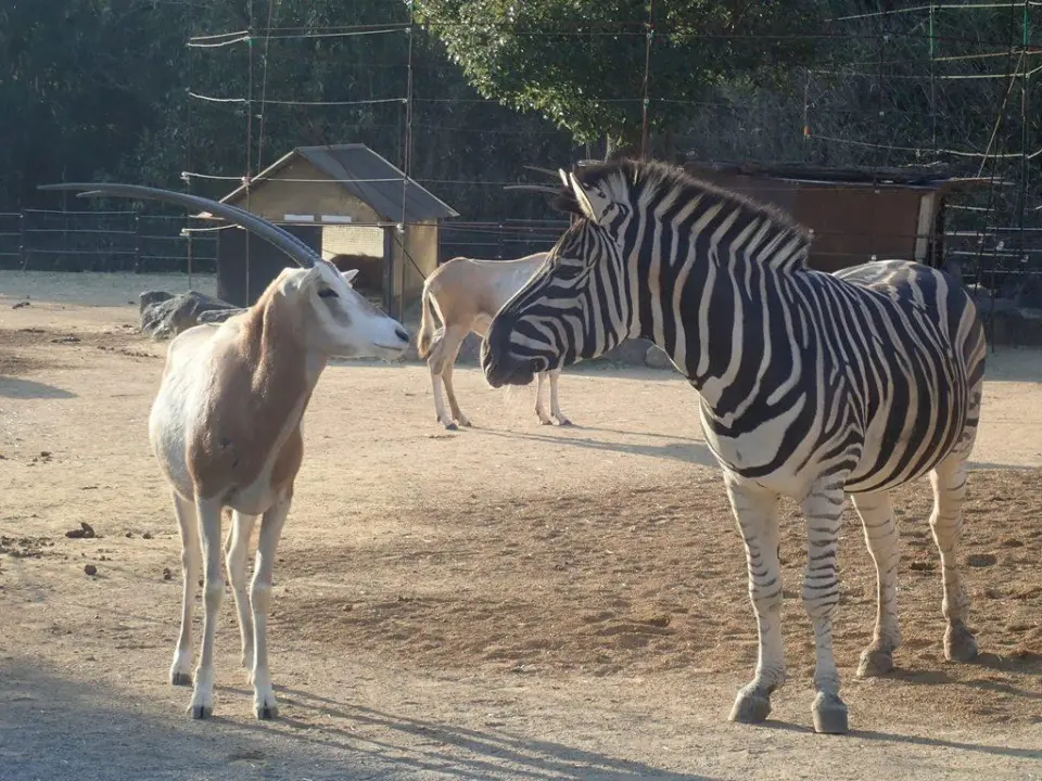 チビ♂と見つめあうアブ