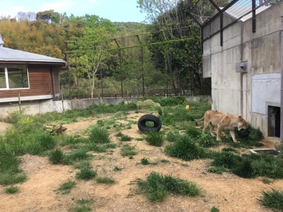 ライオン「ムーン」