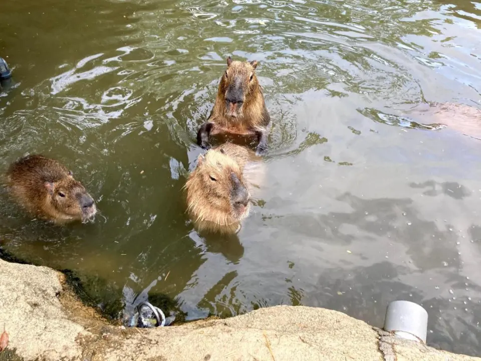カピバラ　暑い日は冷たいプールで追いかけっこ