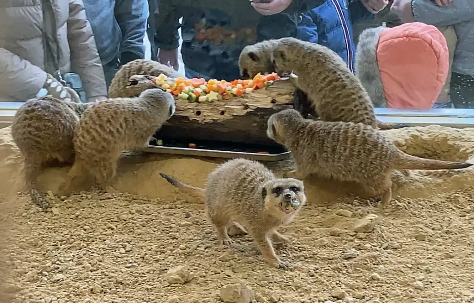 果物とミルワームの盛り合わせ