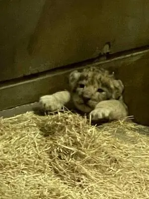 ライオンの赤ちゃん