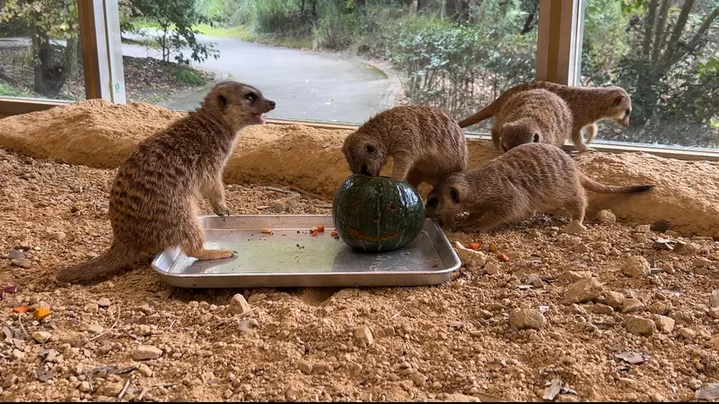 カボチャの器からおやつをとっているミーアキャット