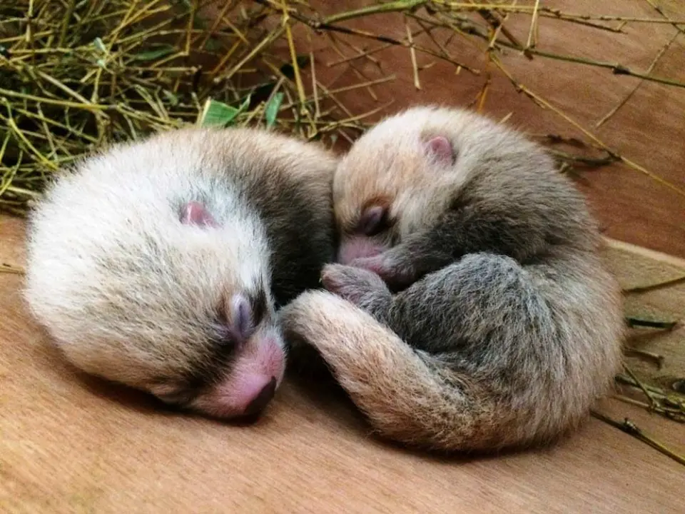 レッサーパンダ双子の赤ちゃん