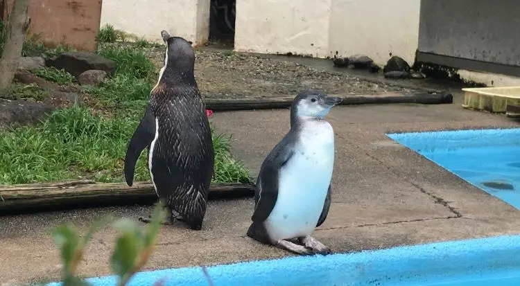 ペンギンの赤ちゃん