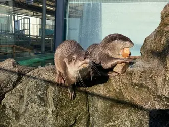 コツメカワウソ「そぼろ」（鳥羽水族館提供）