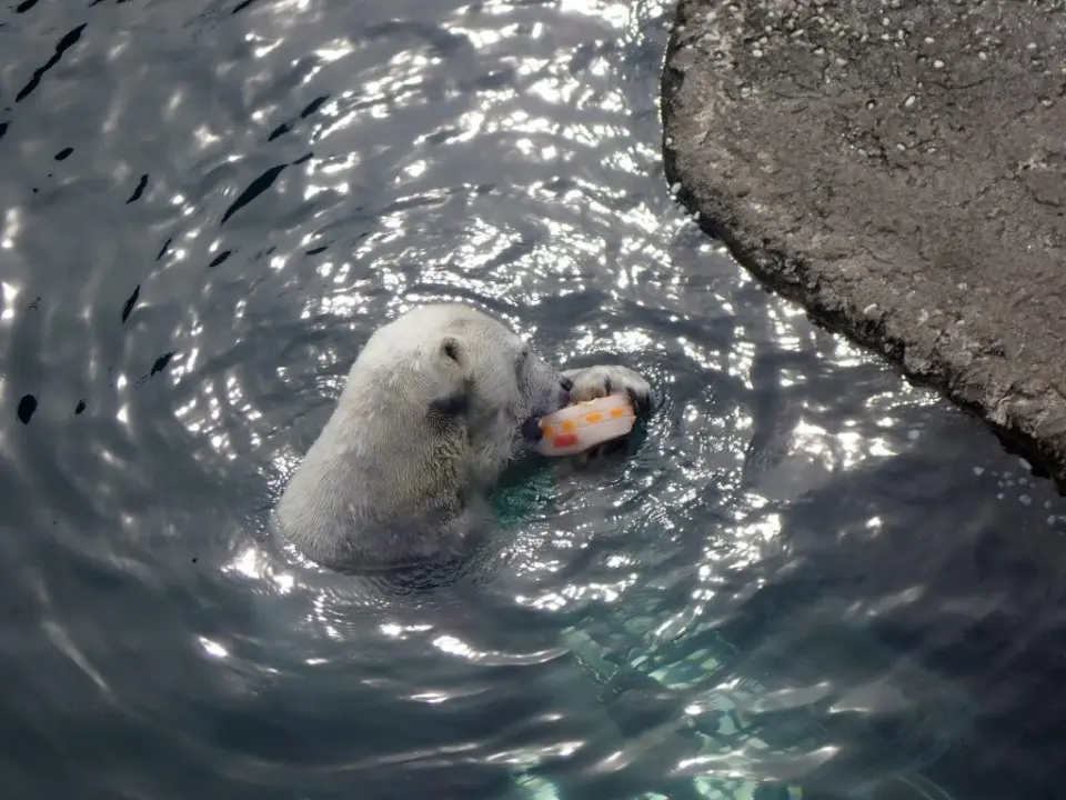 スイカ入りの氷を食べるポロロ