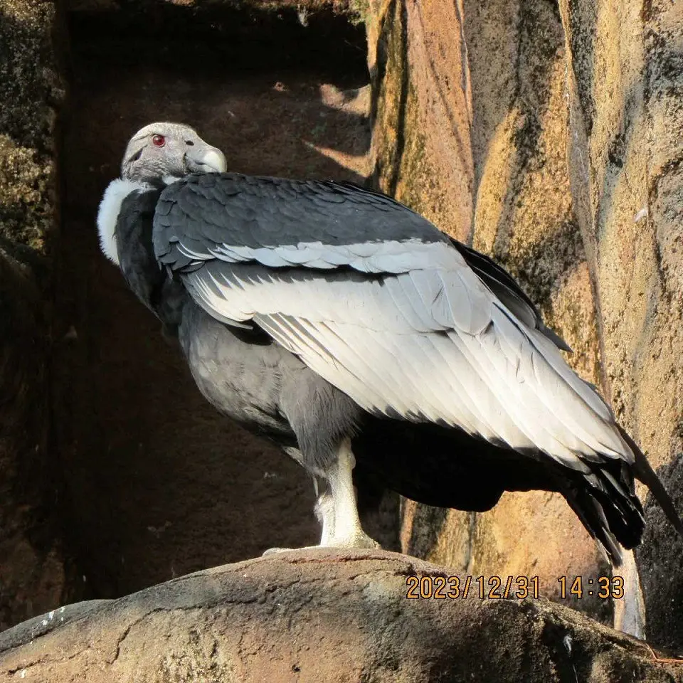 浜松市動物園提供