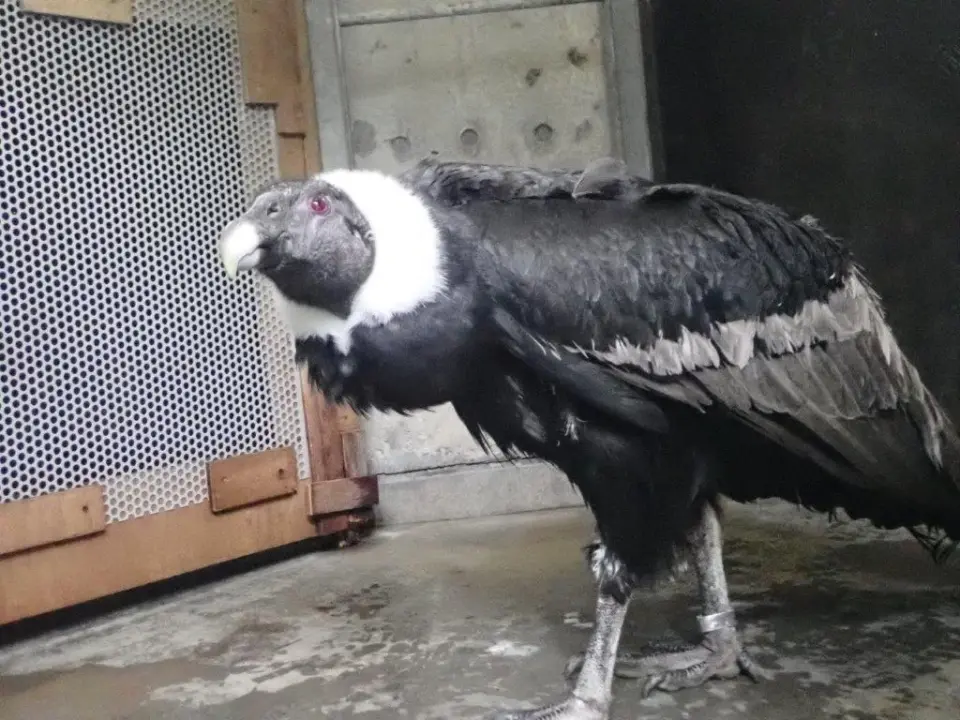 来園したメリー