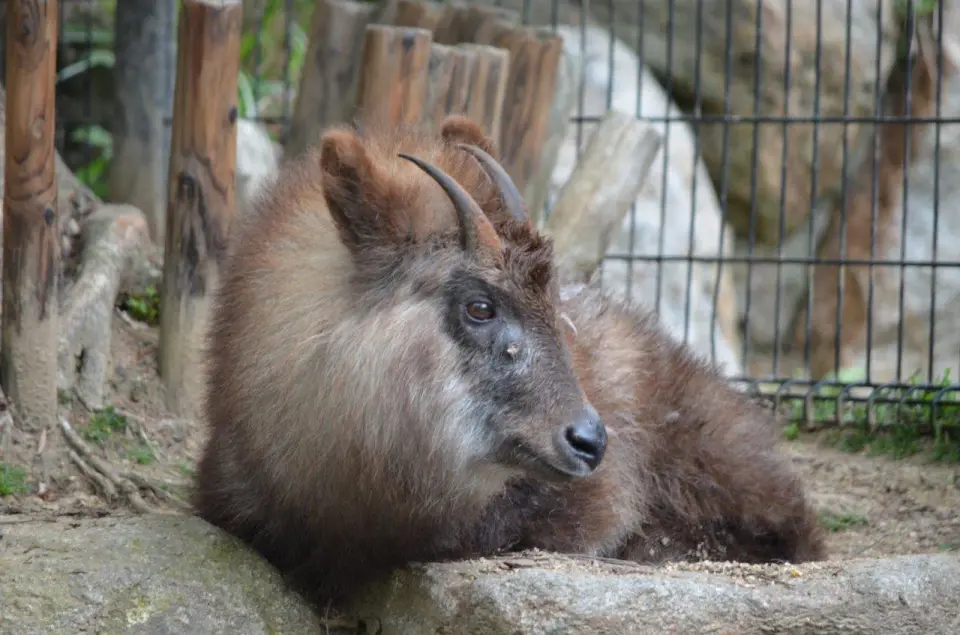 文太（とくしま動物園にて）
