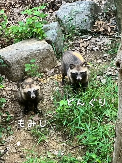 初出産・初育児となる二頭
