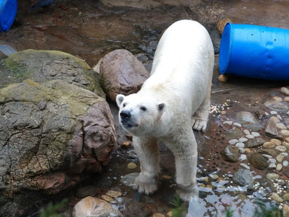 ゴーゴ（提供：よこはま動物園ズーラシア）