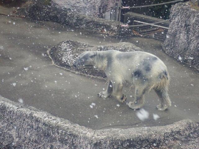 �����Υݥ���