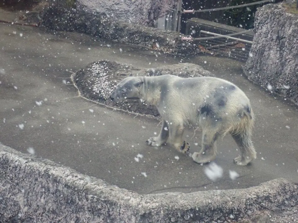 雪の中のポロロ