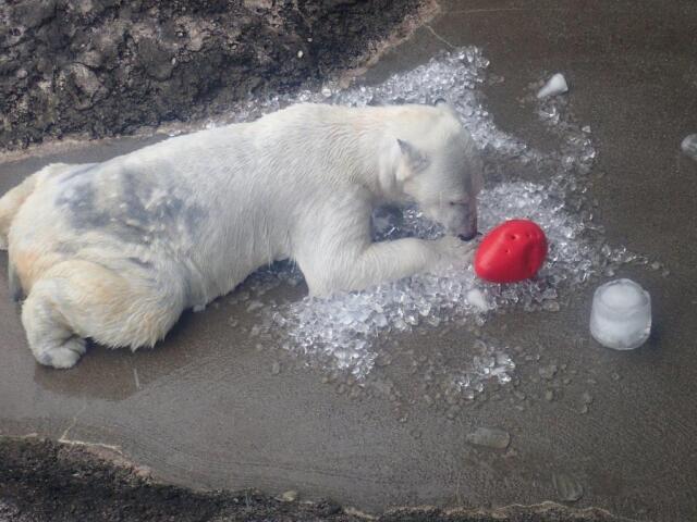 ɹ�ξ�ǥ�����������ݥ���