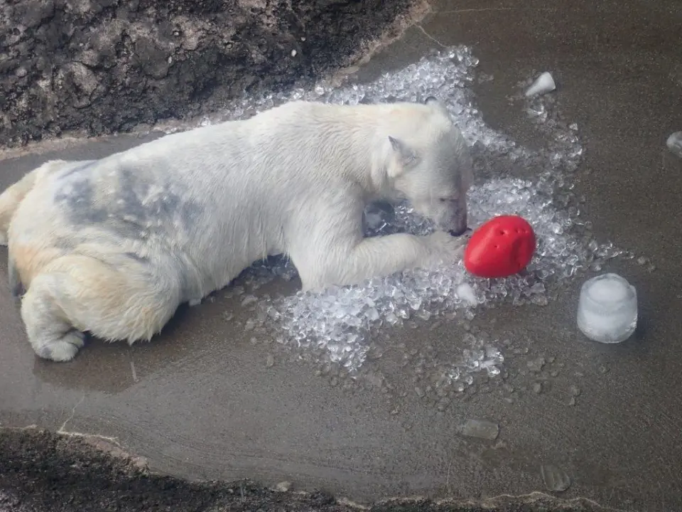 氷の上でゴロゴロするポロロ