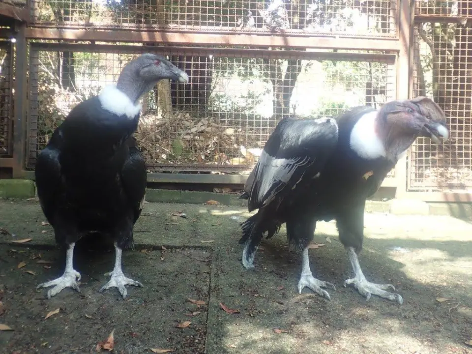 翔（ショウ）とヘンリエッタ