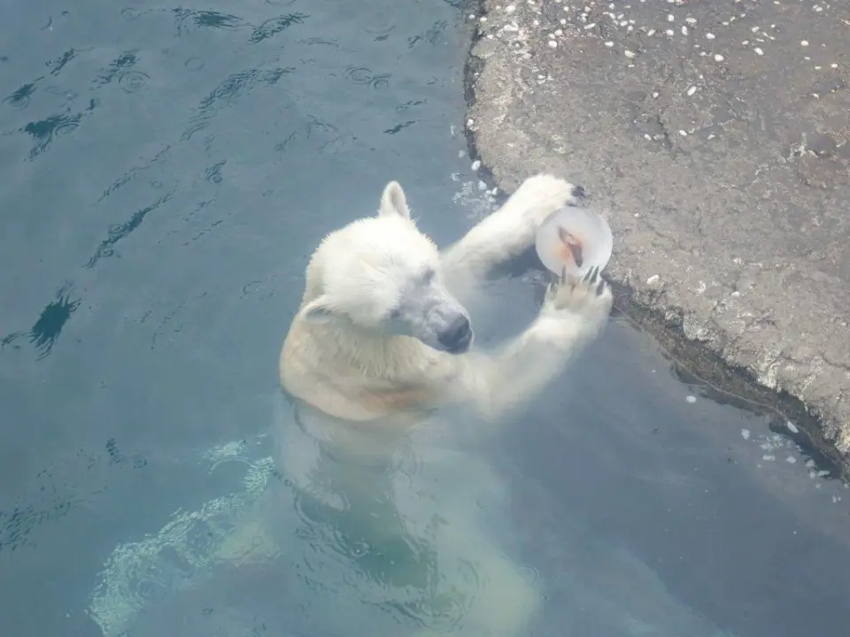 氷を食べるポロロ