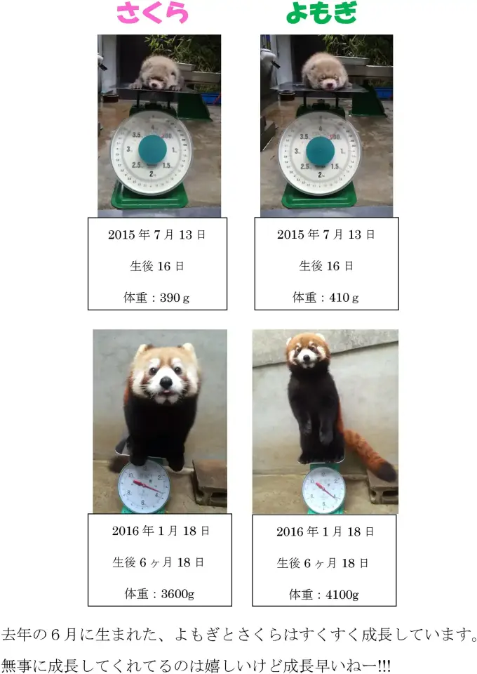 「よもぎ」と「さくら」の成長