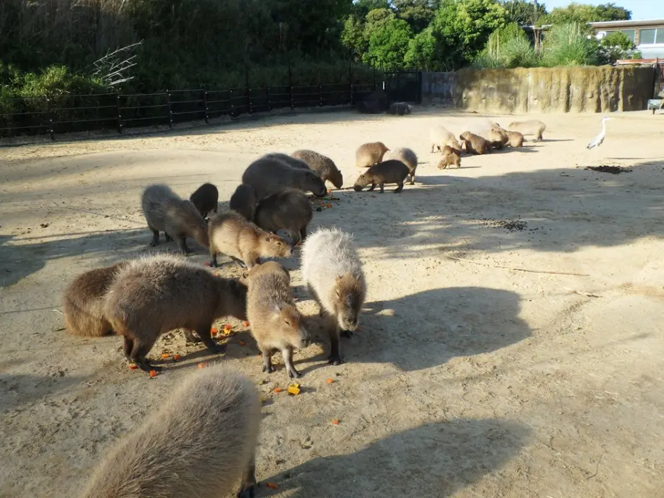 並んでエサを食べるカピバラたち