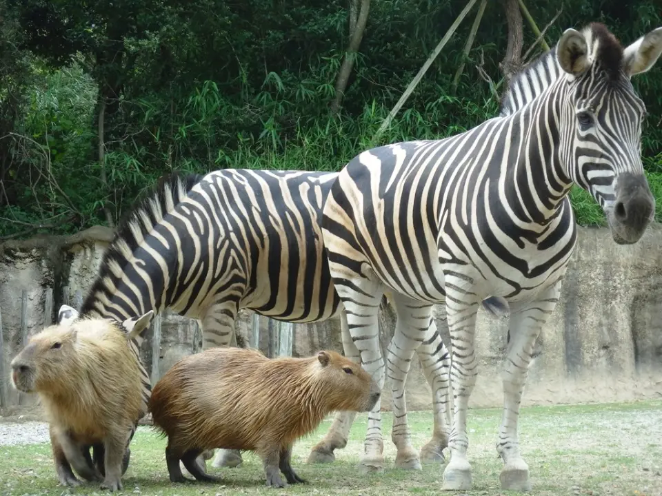 チャップマンシマウマとカピバラ