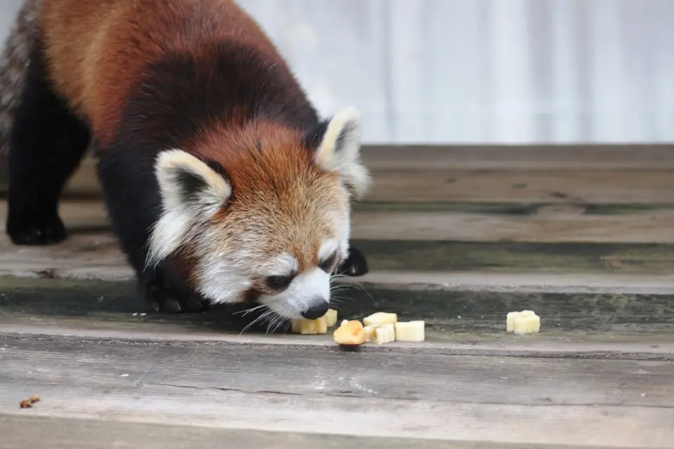 さくらとリンゴ