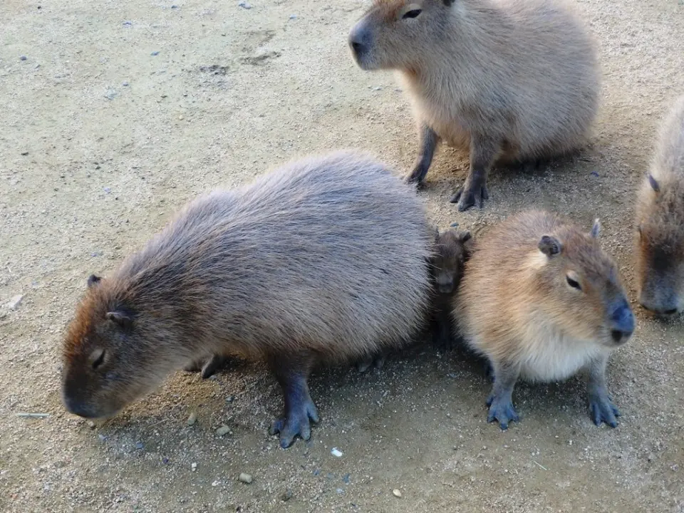 群に守られる赤ちゃんカピバラ（中央）