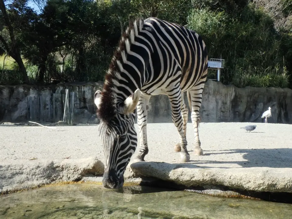 水を飲む「アイ」