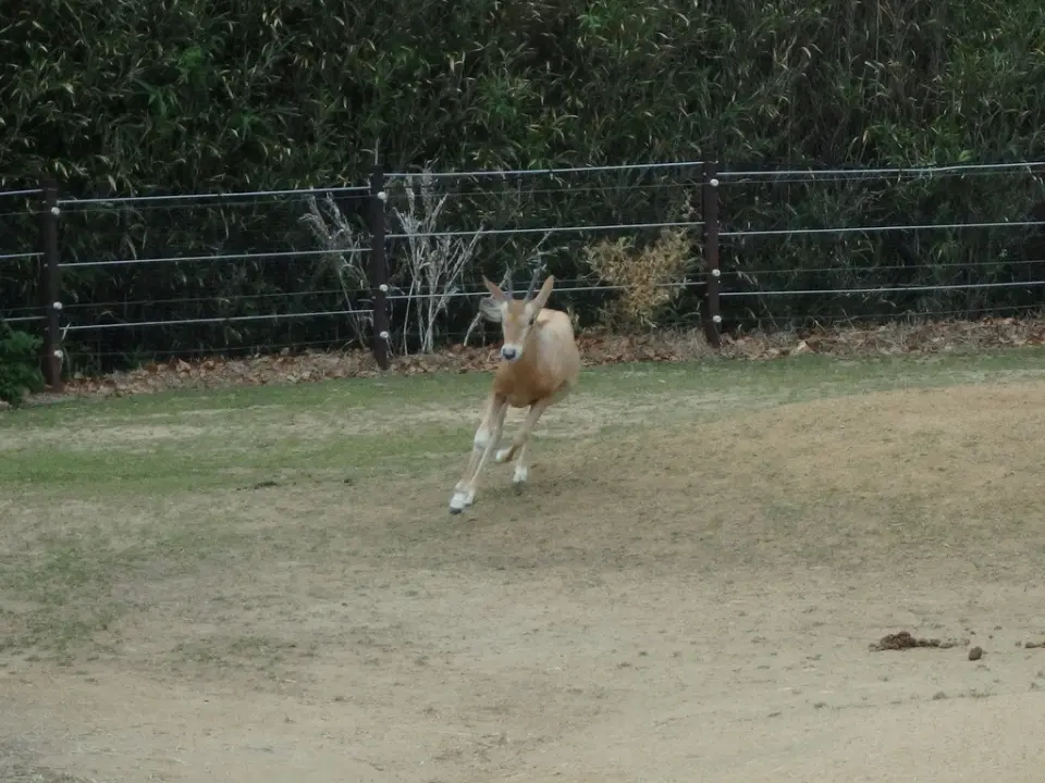 元気よく走る赤ちゃん