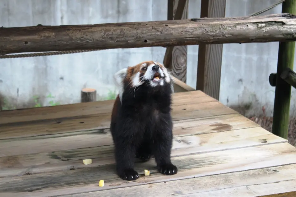 リンゴを食べるきなこ
